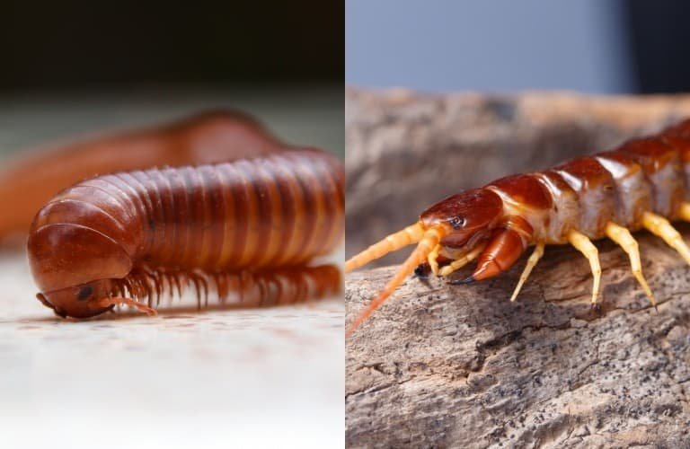 A divided image with a millipede on the left and a centipede on the right.