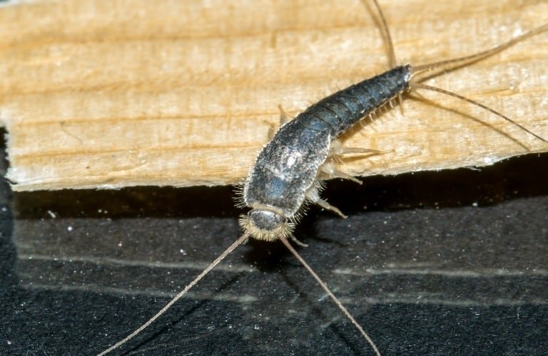A large silverfish climbing off of a piece of wood onto a black floor.