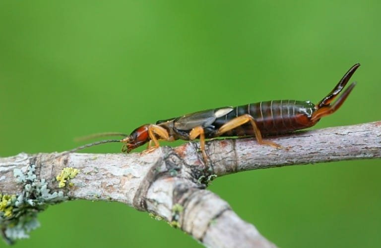 A common, or European, earwig on a small branch.