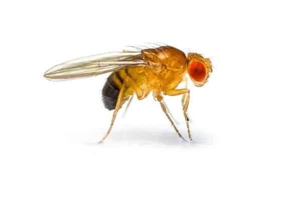 A common fruit fly on a white background.