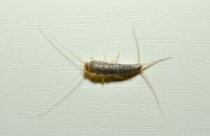 Best Traps for Silverfish 2023 | Safe & Effective Removal Methods