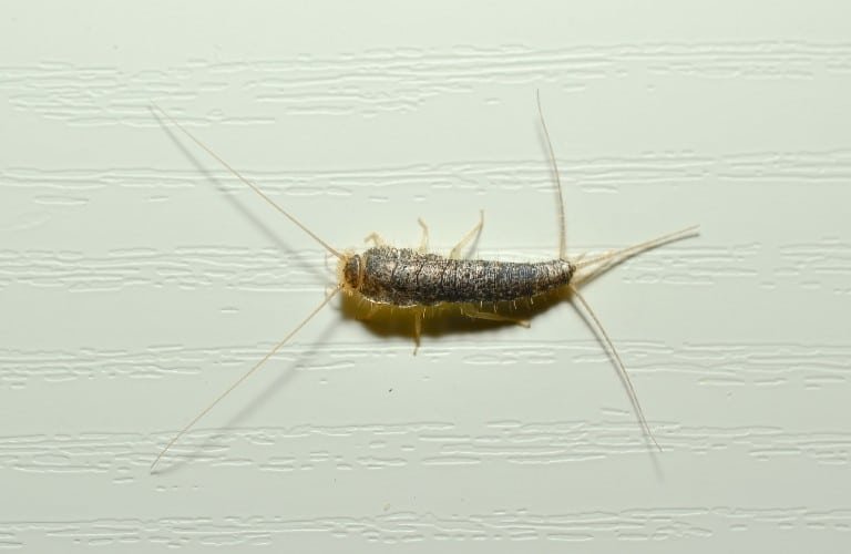 A gray silverfish on a light gray background.