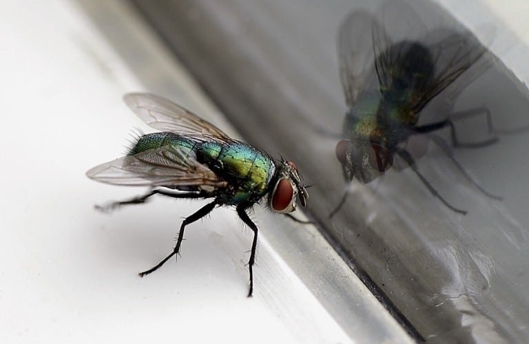 A house fly on a window sill with its reflection seen in the window.