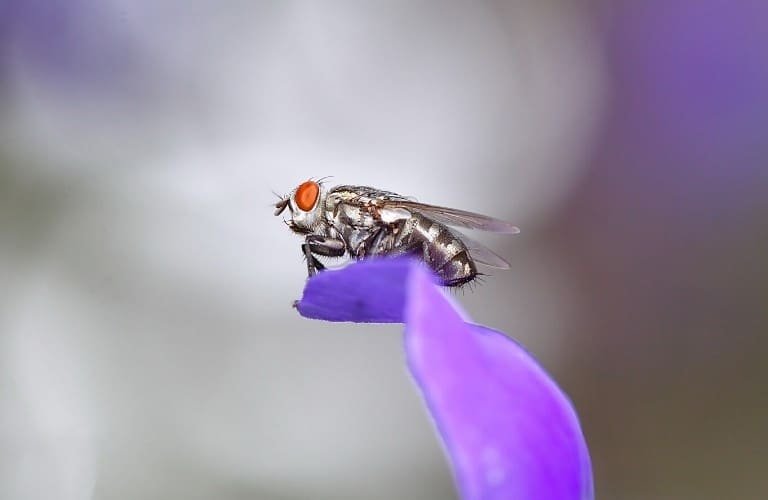 A house fly perched atop a purple flower petal.