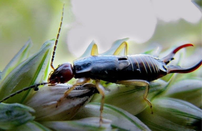 A maritime earwig on a plant.