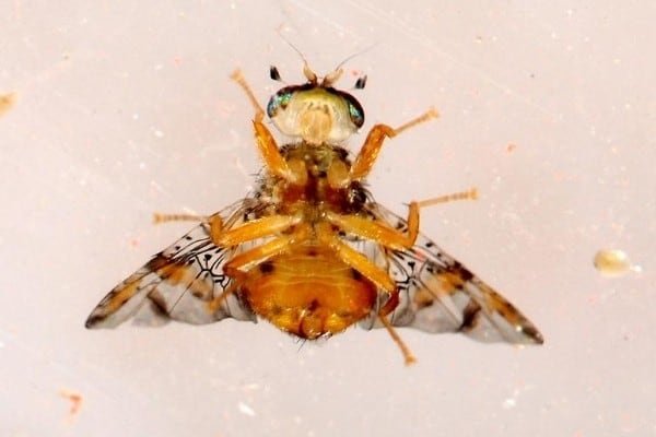 Ventral view of a Mediterranean fruit fly.