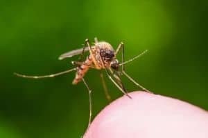 Mosquito on mans finger
