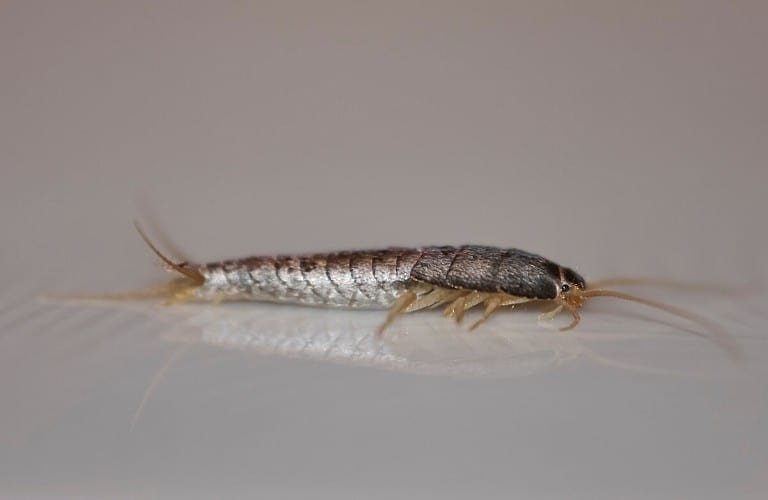 An up-close view of a silverfish with a dark gray background.