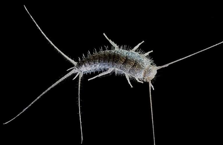 An up-close view of a silverfish on a deep black background.