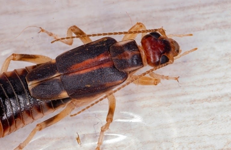 A striped, or riparian, earwig.