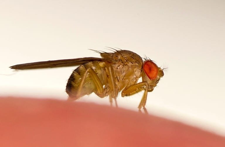 A common fruit fly on an orange object.