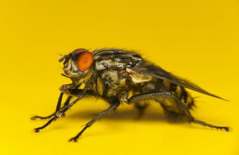 Close up view of a house fly with a yellow background.