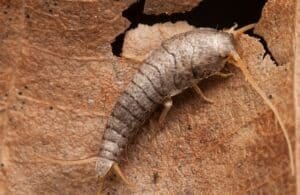 Why Do I Have Silverfish? Easy Ways To Remove & Prevent Them