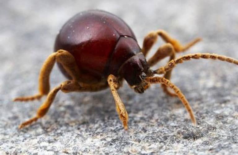 An American Spider Beetle walking on concrete.