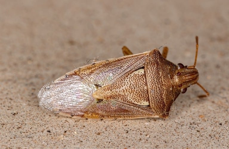 A dead stink bug lying on its side.