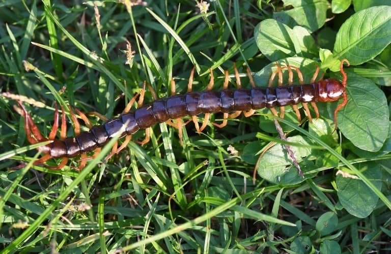 A centipede with orange legs crawling among grass and weeds.
