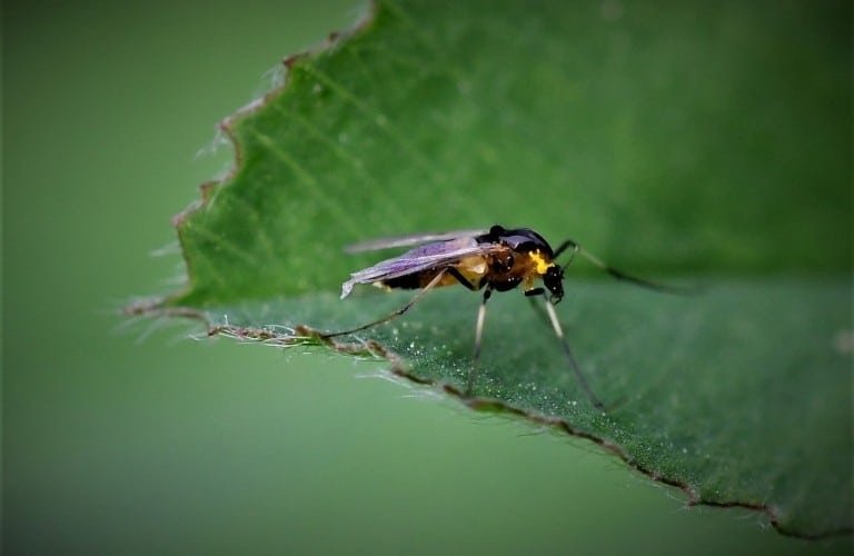 An adult gnat investigating a green leaf.