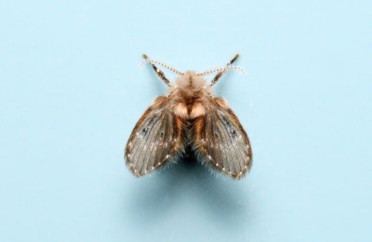 A drain fly on a light blue background.
