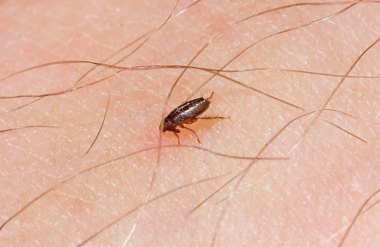 An adult flea on a human arm.