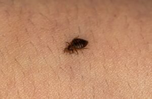 How Do Bed Bugs Travel Between Apartments? Prevention Tips