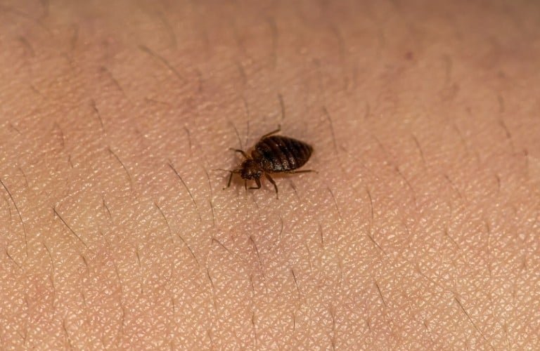 A bed bug crawling on human skin.