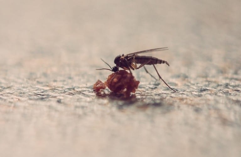 A tiny gnat feasting on a crumb.