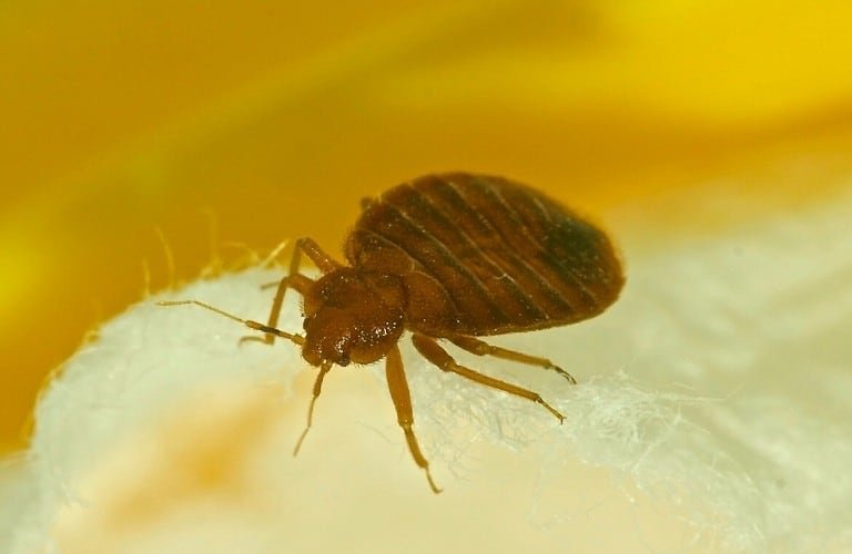 A close up of a bed bug on a white blanket set against a yellow background.