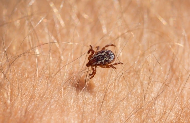 A tick crawling through tiny hairs on a human's skin.