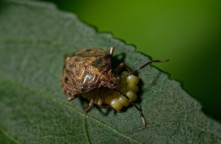 A female stink bug hunched over a cluster of eggs.