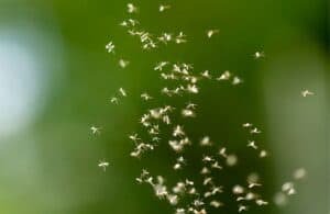 Why Do Gnats Fly Around Your Head? This Is What Attracts Them