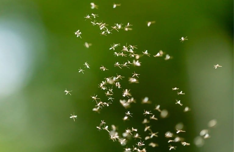 A swarm of gnats flying against a green background.