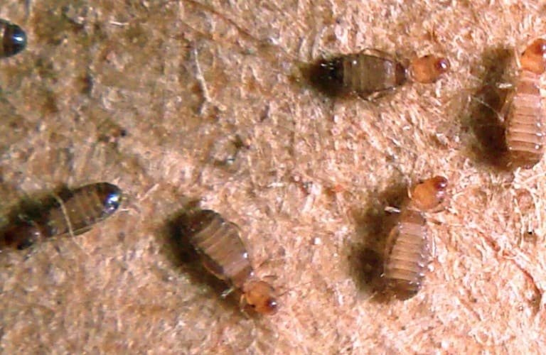 What Bugs Look Like Bed Bugs? And How To Tell Them Apart