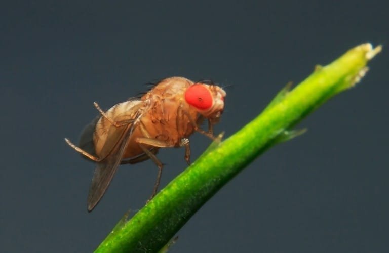 A fruit fly resting on the end of an aloe leaf.