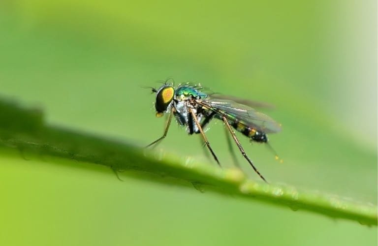 A fungus gnat on a leaf with a green background.