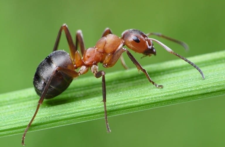 A fire ant crawling up a flat leaf stalk.