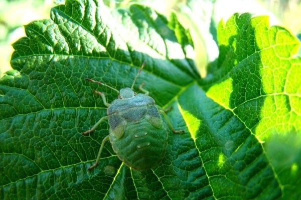 A green stink bug on a leaf moving toward the sunlight.