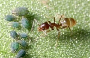 An Argentine ant approaching a group of aphids.