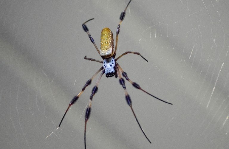 A banana spider in the middle of her web set against a gray background.