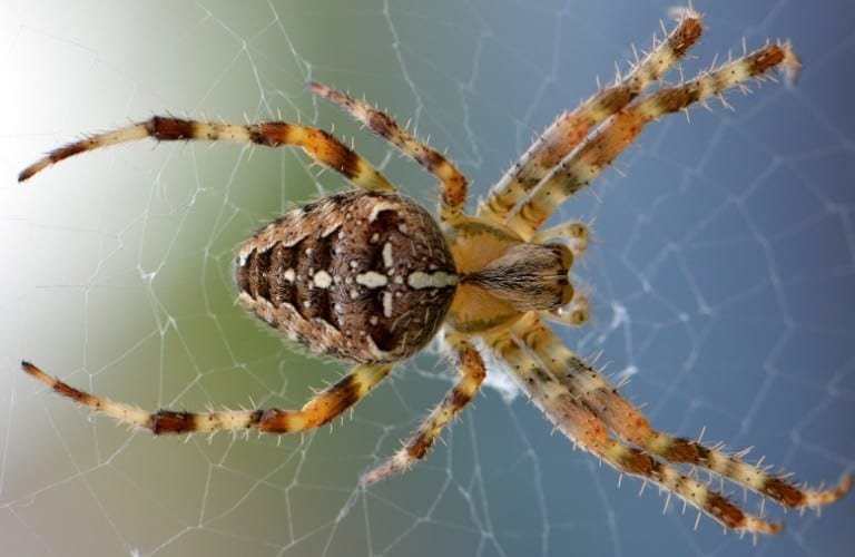 A brown and yellow spider on a web with muted sunlight in the background.