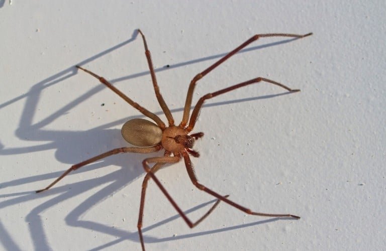 A brown recluse spider casting a creepy shadow against a white surface.