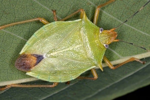 An up-close view of a green stink bug on the underside of a leaf.