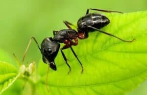 A black carpenter ant with red along its legs crawling on a leaf.