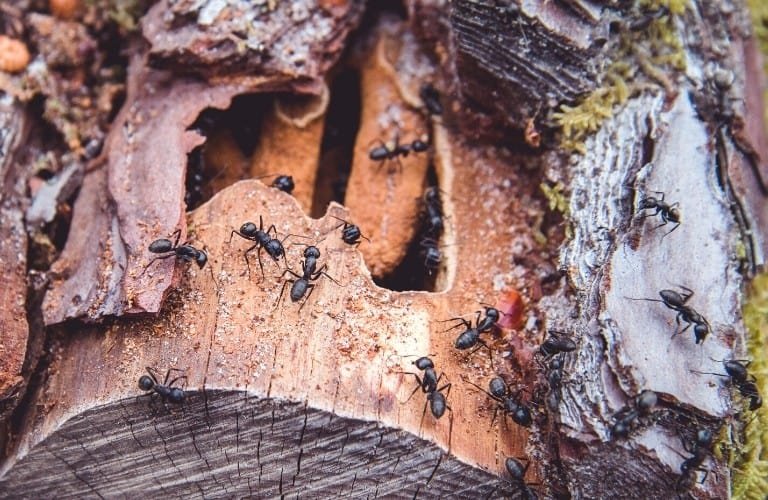 Black ants scurrying all over a downed tree with damaged bark.