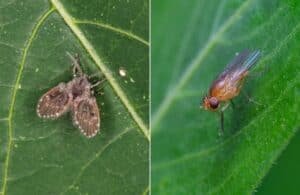 What's the Difference Between Drain Flies and Fruit Flies?