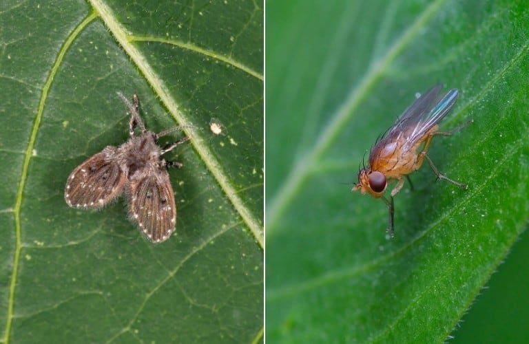 On the left, a drain fly on a dark green leaf, and on the right, a fruit fly on a light green leaf.