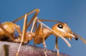 A close-up look at a European fire ant against a dark blue background.