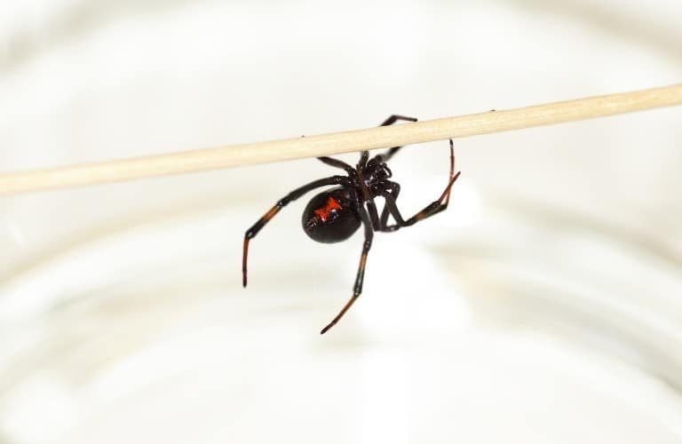 A female black widow spider hanging onto a thin dowel rod.