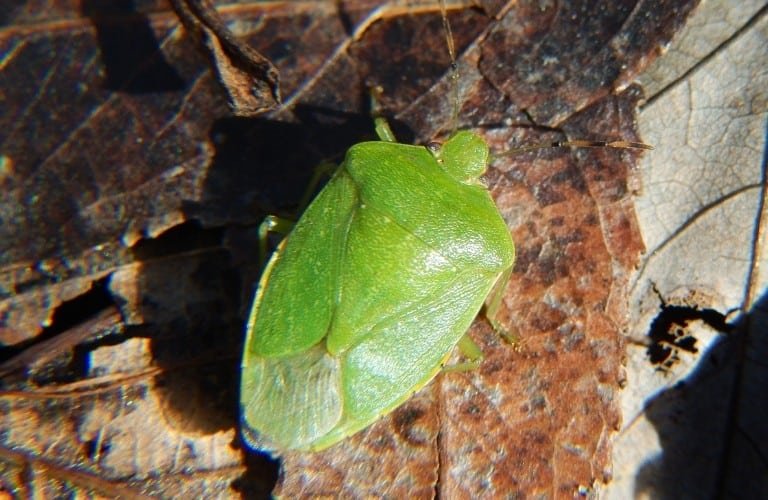 A green stink bug on decaying, brown leaves..