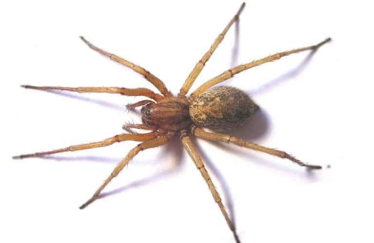 A mature hobo spider on a white background.