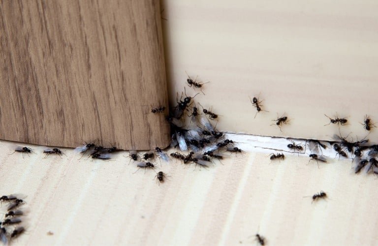 A group of black ants crawling along a baseboard, on the floor, and up a wall.